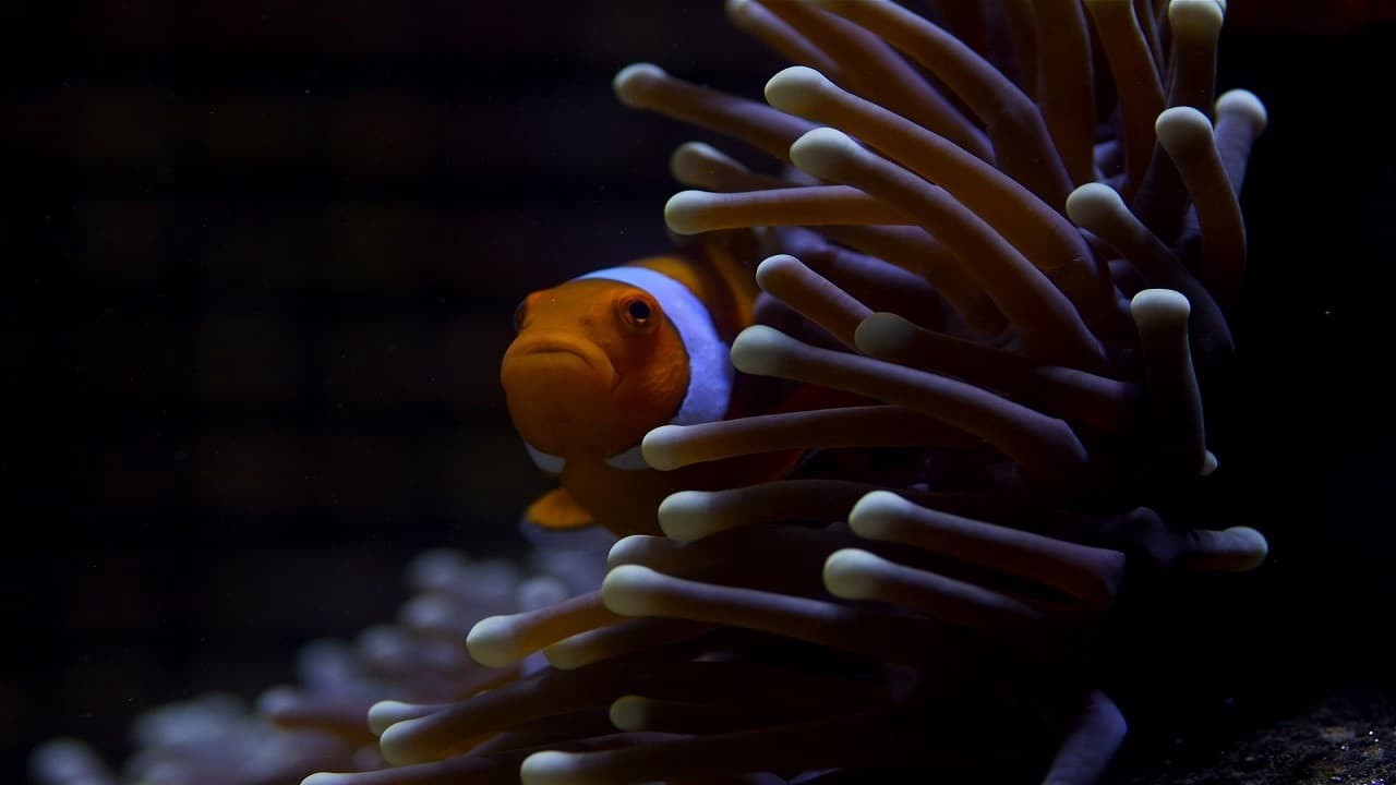 Great Barrier Reef